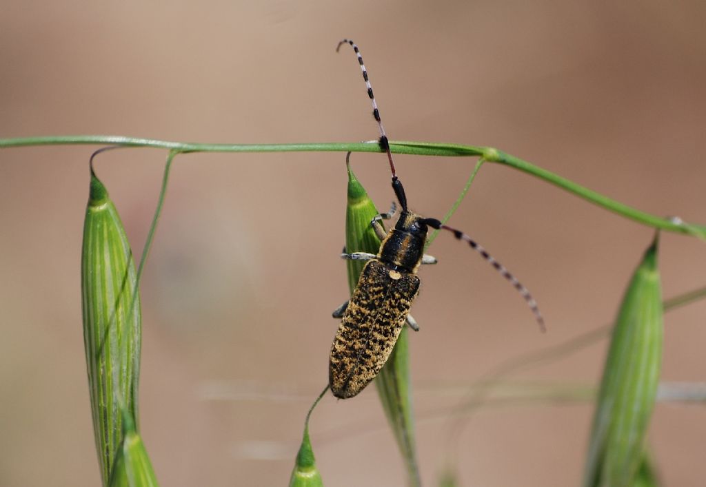 Agapanthia sicula ssp. malmerendii